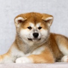Prod�m zdrav� japonsk� �t��ata akita inu
