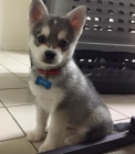 Prod�m �t��ata ALASKAN KLEE KAI