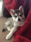 Prod�m �t��ata ALASKAN KLEE KAI