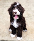 Springerdoodle �t��ata k adopci