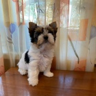 Prod�m �t��ata biewer yorkie