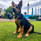 Prod�m �t��ata n�meck�ho ov��ka