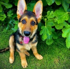 Prod�m �t��ata n�meck�ho ov��ka