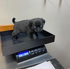 Mopa �t��ata na prodej