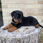 �t��ata rotvajlera na prodej.