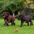 �t��ata portugalsk�ho vodn�ho psa k adopci