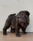Prod�m zdrav� �t��ata o�kovan� shar-pei.
