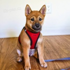 Prod�m japonsk� �t��ata shiba inu