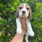 �t��ata b�gla na prodej.