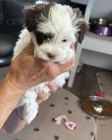 Prod�m roztomil� a zdrav� �t��ata havanese.