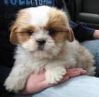 CAVATZU �t��ata na prodej