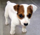Jack russell terier klu��k