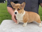 Prod�m �t��ata pembroke welsh corgi.