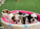 Zdrav� �t��ata Shih Tzu