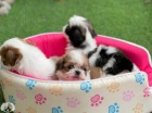 Zdrav� �t��ata Shih Tzu