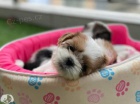 Zdrav� �t��ata Shih Tzu