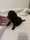 Lagotto Romagnolo �t��ata