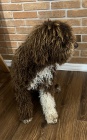 Lagotto Romagnolo �t��ata