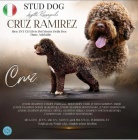 Lagotto Romagnolo �t��ata