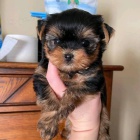 Prod�m mini hra�ku �t��ata yorkie.