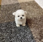 �ern�, meru�kov�, b�l� a hn�d� mini hra�ka �t��ata pudla k adopci.