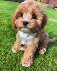 Prod�m mini �t��ata Cavapoo.