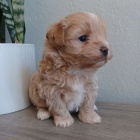 Prod�m ZDRAV� a O�KOVAN� �t��ata Maltipoo.