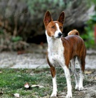 Basenji �t��ata na prodej
