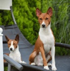 Basenji �t��ata na prodej