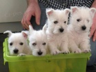 Prod�m mini mini �t��ata West Highland White Terriers