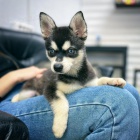 Prod�m �t��ata ALASKAN KLEE KAI