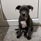 Prod�m zdrav� �t��ata staford��rsk�ho bulteri�ra