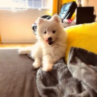 �t��ata samojeda na prodej