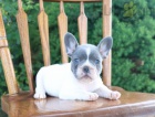 Francouzsk� buldo�ek na prodej bez pp