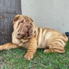 shar-pei �t��ata