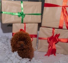 ��lek �erven� pudl k dispozici k chovu