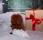 ��lek �erven� pudl k dispozici k chovu