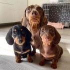 Prod�m trpasli�� �t��ata jezev��ka hladkosrst�ho