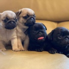 Prod�m o�kovan� �t��ata mops�