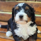 Prod�m mini �t��ata Bernedoodle.