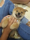 Prod�m rozko�n� miminka �t��ata shiba inu