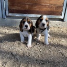 �t��ata b�gla na prodej.