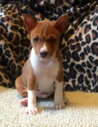Prod�m kr�sn� o�kovan� a od�erven� �t���tka Basenji