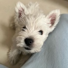 Prod�m mini mini �t��ata West Highland White Terriers