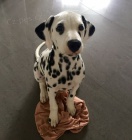 Prod�m kr�sn� a zdrav� o�kovan� �t��ata dalmatin�