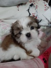Prod�m hygienicky a soci�ln� vy�kolen� �t��ata SHIH TZU