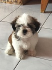 Prod�m hygienicky a soci�ln� vy�kolen� �t��ata SHIH TZU