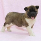 Prod�m zdrav� �t��ata akita inu