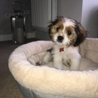 CAVATZU �t��ata na prodej