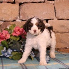 Springerdoodle �t��ata k adopci
